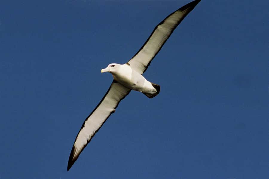 Tasman Peninsula Tour, Cruise & Port Arthur Historic Site - Comfort, timing and the small trade-offs