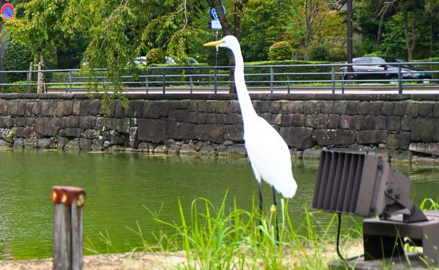 Tokyo: Imperial Palace Japanese History Walking Tour - What $32 Buys You