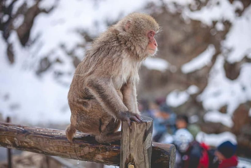 Tokyo: Nagano Snow Monkeys and Zenkoji Tour with Temples - Matsushiro Castle Ruins and a quieter side of Nagano