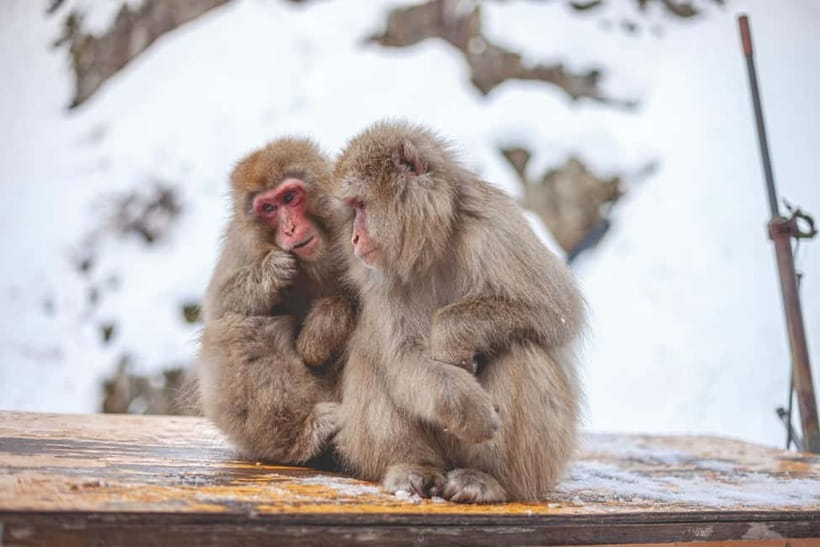 Tokyo: Nagano Snow Monkeys and Zenkoji Tour with Temples - Practical details that can affect your day