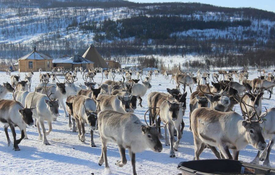 Tromsø: Reindeer Camp and Sami Cultural Tour with Lunch - A short ride from Tromsø into the Arctic countryside