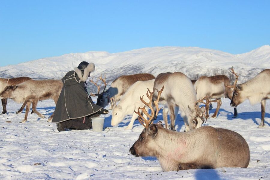 Tromsø: Reindeer Camp and Sami Cultural Tour with Lunch - Feeding hundreds of reindeer by hand