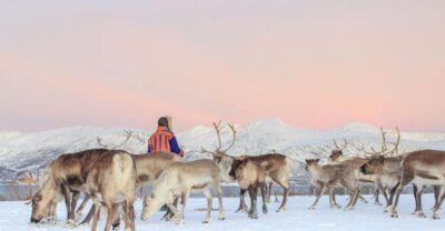 Tromsø: Reindeer Camp and Sami Cultural Tour with Lunch