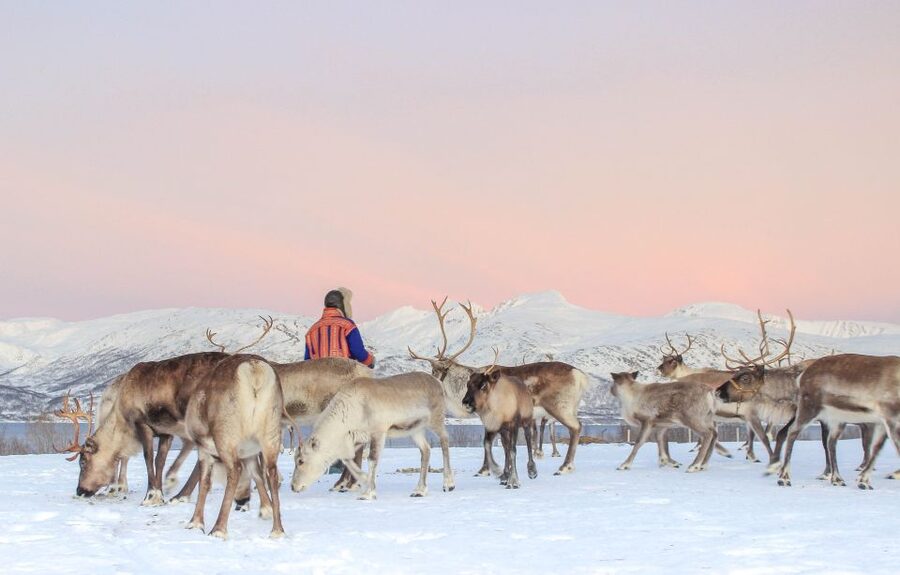 Tromsø: Reindeer Camp and Sami Cultural Tour with Lunch - Is $141 good value?