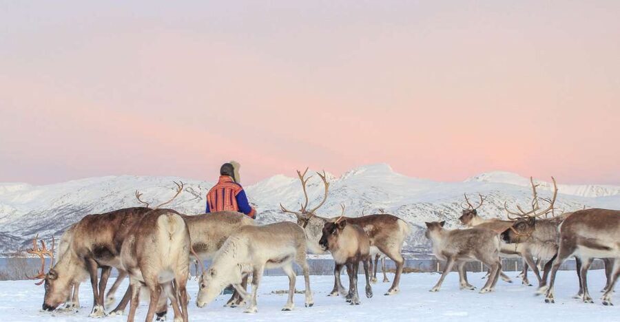 Tromsø: Reindeer Camp and Sami Cultural Tour with Lunch - Arriving at a working reindeer camp