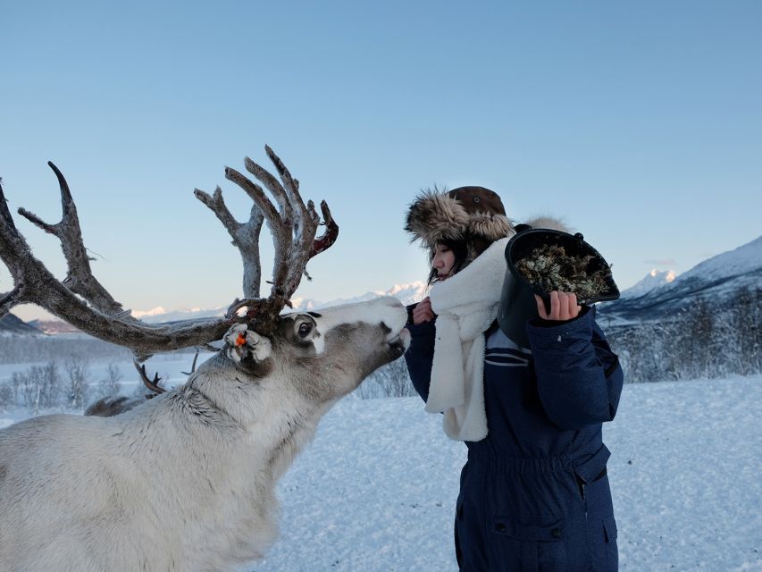 Tromsø: Sámi Reindeer Sledding and Sami Cultural Tour - How the schedule feels in real life