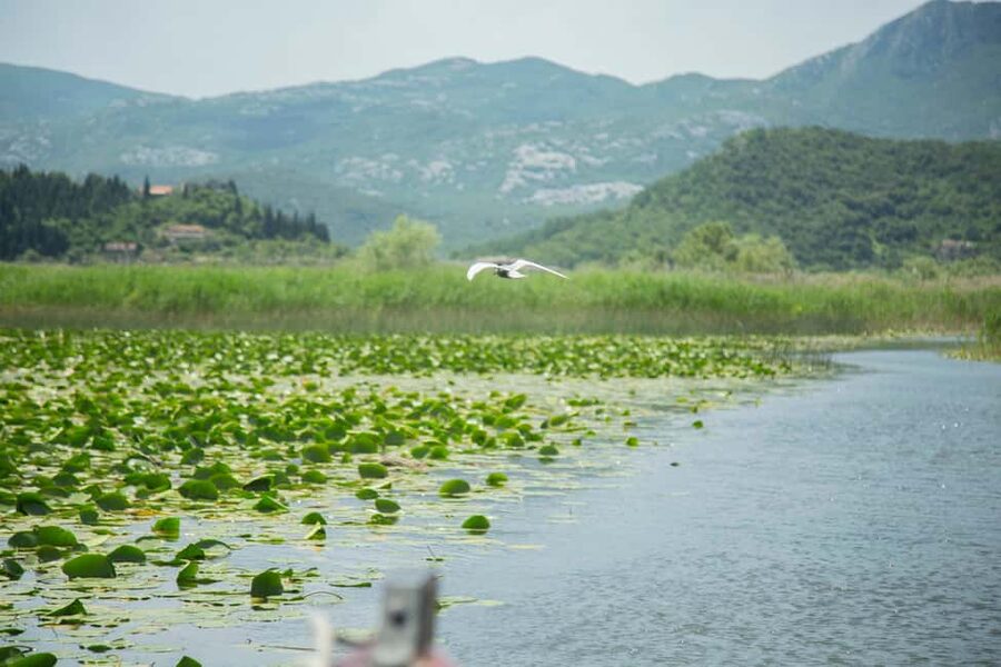Virpazar: Historical & Nature Boat Adventure on Lake Skadar - Comfort, Boat Design, and Practical Limits
