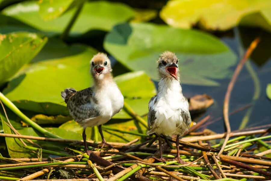 Virpazar: Historical & Nature Boat Adventure on Lake Skadar - Leaving Virpazar Through Water Lilies
