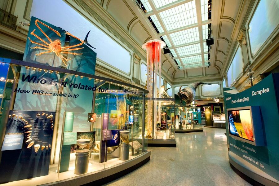 Washington DC: National Museum of Natural History Tour - Who should book this museum tour?