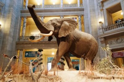 National Museum of Natural History Tour