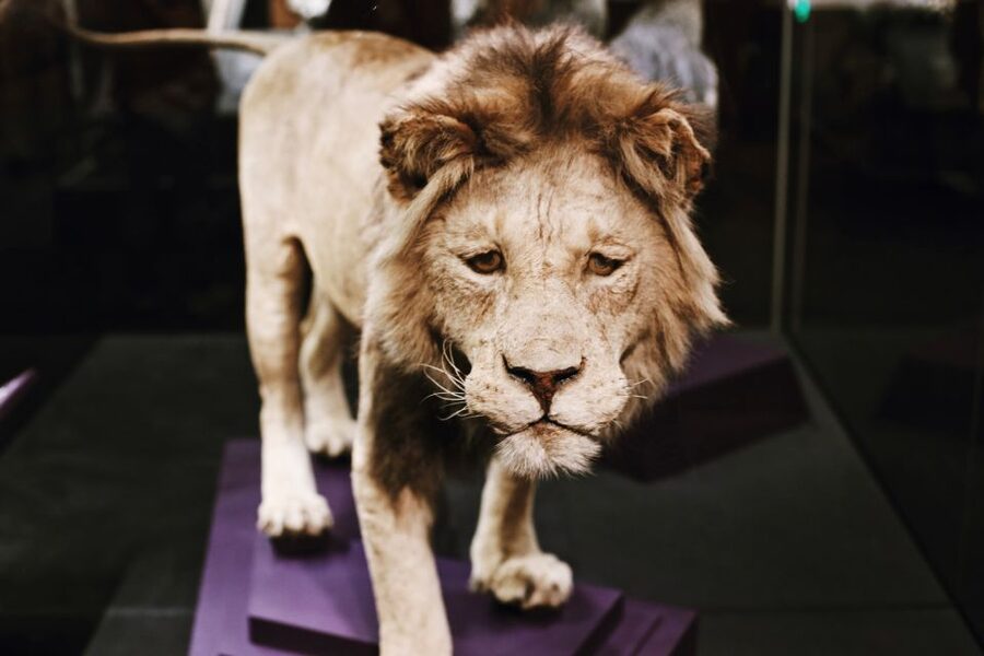 Washington DC: National Museum of Natural History Tour - Phoenix and the Ocean Hall