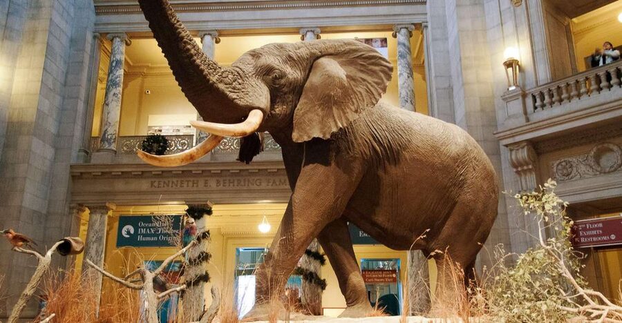 Washington DC: National Museum of Natural History Tour - The Fossil Lab and the Arctic Narwhal