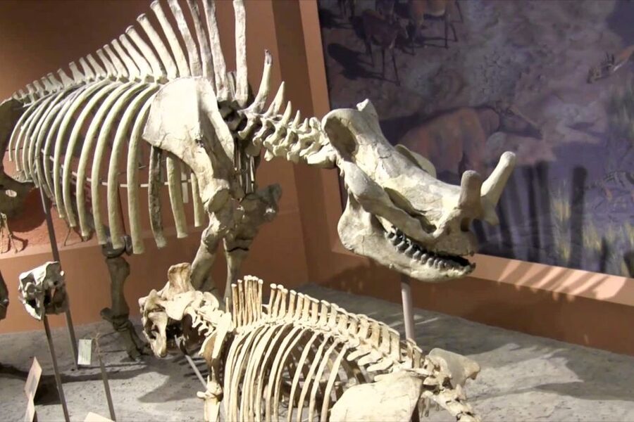 Washington DC: National Museum of Natural History Tour - Practical details before you book