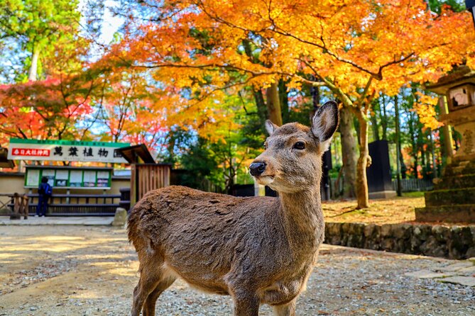 World Heritage Kyoto & Nara Uji Authentic Matcha Experience - Nandaimon and Todai-ji Temple
